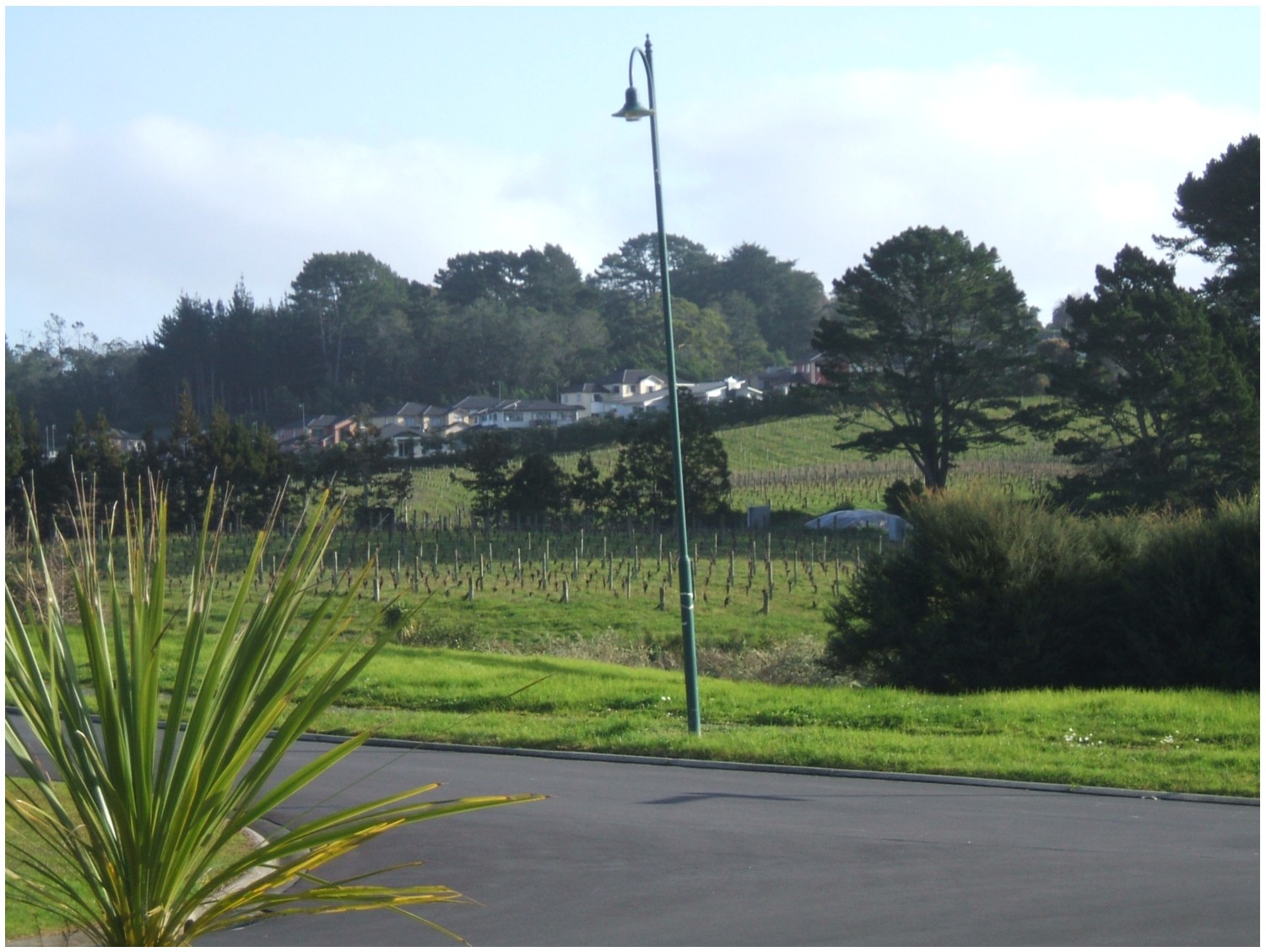 The vineyard in our valley, 2011
