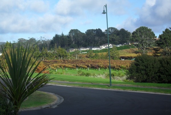 The vineyard in our valley, 2012