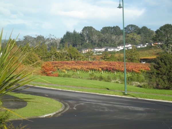 The vineyard in our valley, 2013