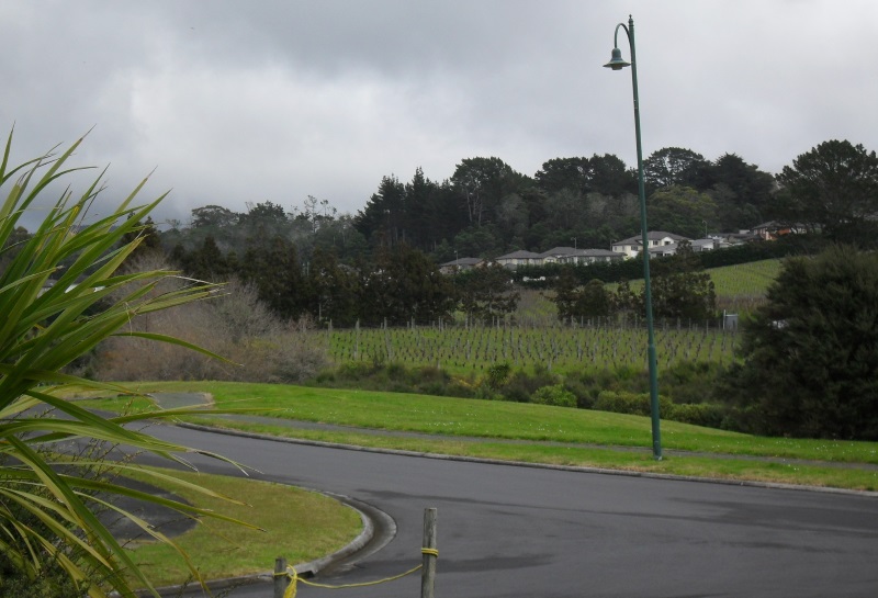 The vineyard in our valley, 2015