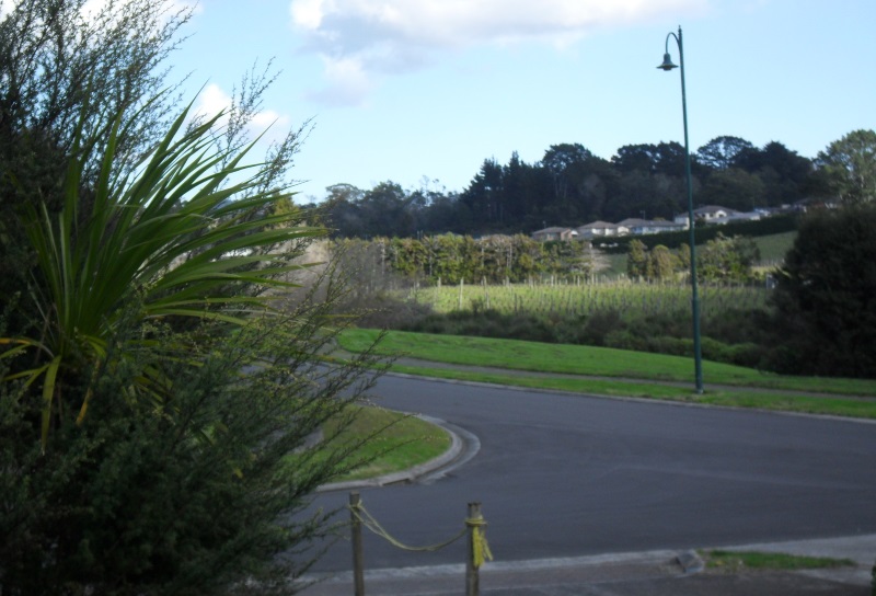 The vineyard in our valley, 2016