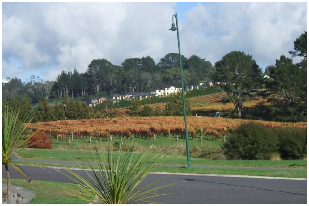 The vineyard in our valley, 2010